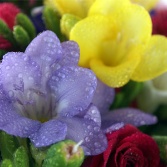 Freesia Fusion